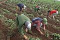 Estudiantes y profesores en labores agrícolas como aporte a la economía del país.