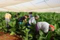 Students and teachers in agricultural work as a contribution to the country's economy.