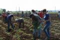 Estudiantes y profesores en labores agrícolas como aporte a la economía del país.