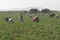 Students and teachers in agricultural work as a contribution to the country's economy.