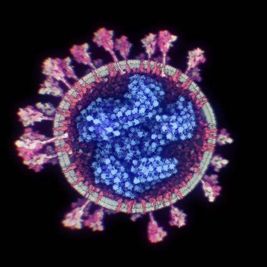 El patógeno, visto desde dentro (Nanographics)