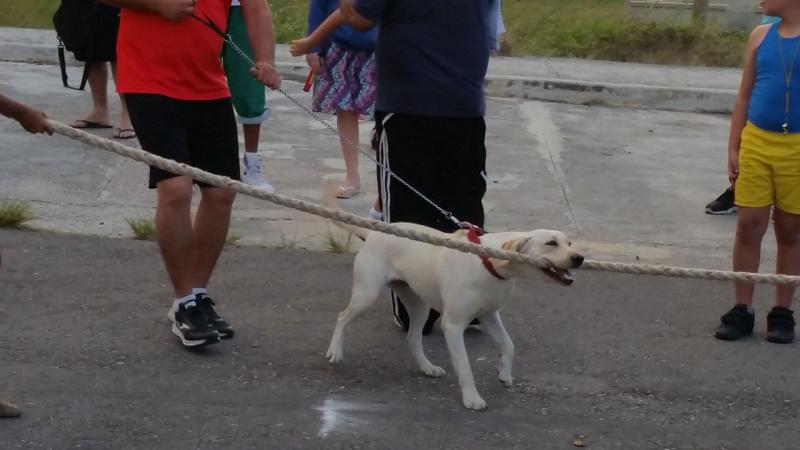 Hasta este juguetón perro participó en la tracción de la soga. 